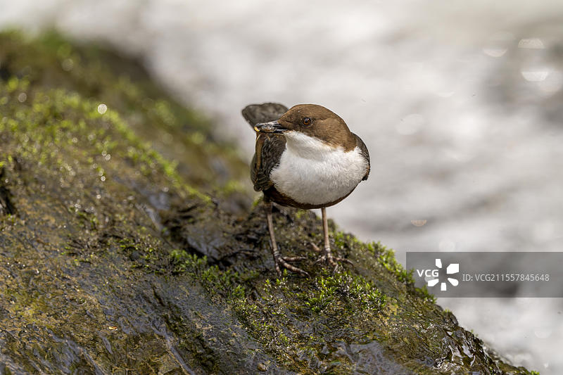 白喉水鸲（Cinclus cinclus），在急流中叼着猎物，德国莱茵兰-普法尔茨，欧洲图片素材