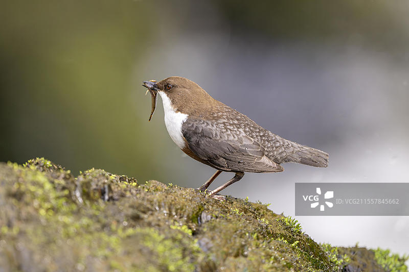 白喉水鸲（Cinclus cinclus），在急流中叼着猎物，德国莱茵兰-普法尔茨，欧洲图片素材