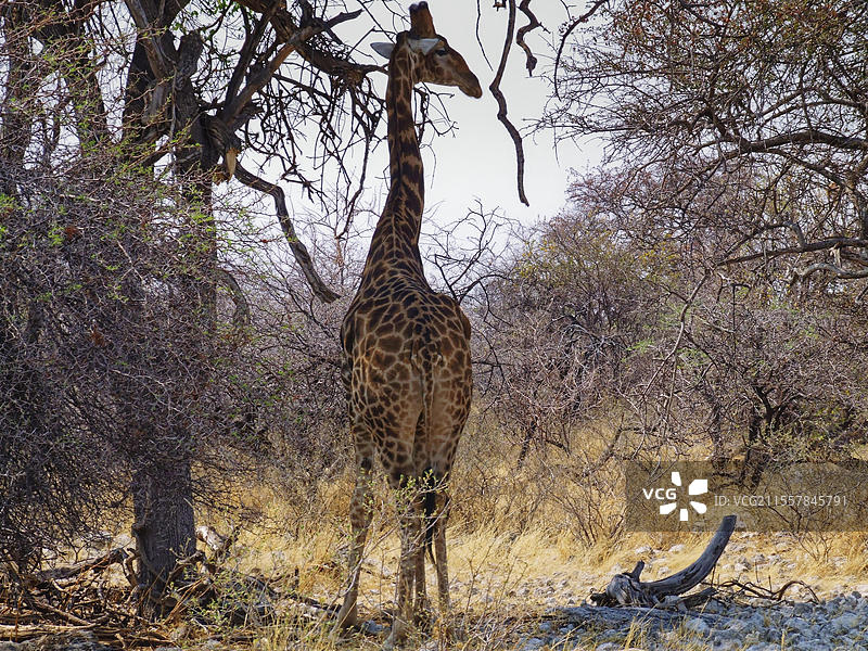 在埃托沙国家公园的树下的长颈鹿。纳穆托尼堡，埃托沙国家公园，纳米比亚，非洲图片素材