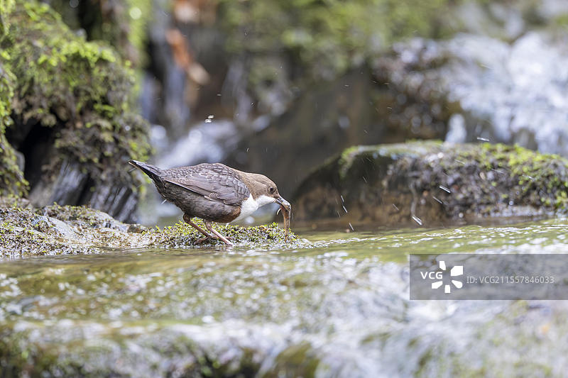 白喉水鸲（Cinclus cinclus），在急流中叼着猎物，德国莱茵兰-普法尔茨，欧洲图片素材