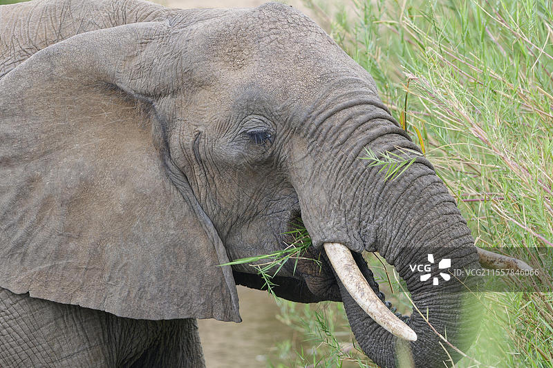 非洲草原象（Loxodonta africana），成年，正在奥利凡特河河床上啃食芦苇，头部特写，克鲁格国家公园，南非，非洲图片素材