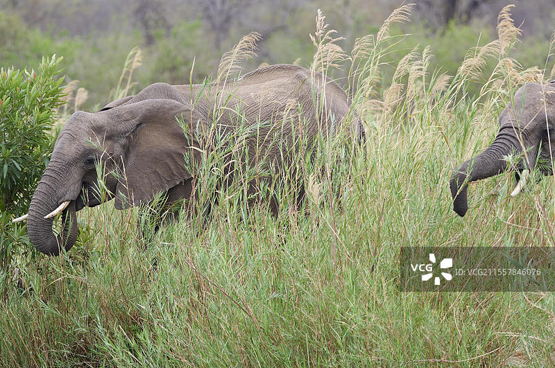 非洲草原大象（Loxodonta africana），成年雄性在南非克鲁格国家公园的奥利凡特河河床上觅食芦苇。图片素材