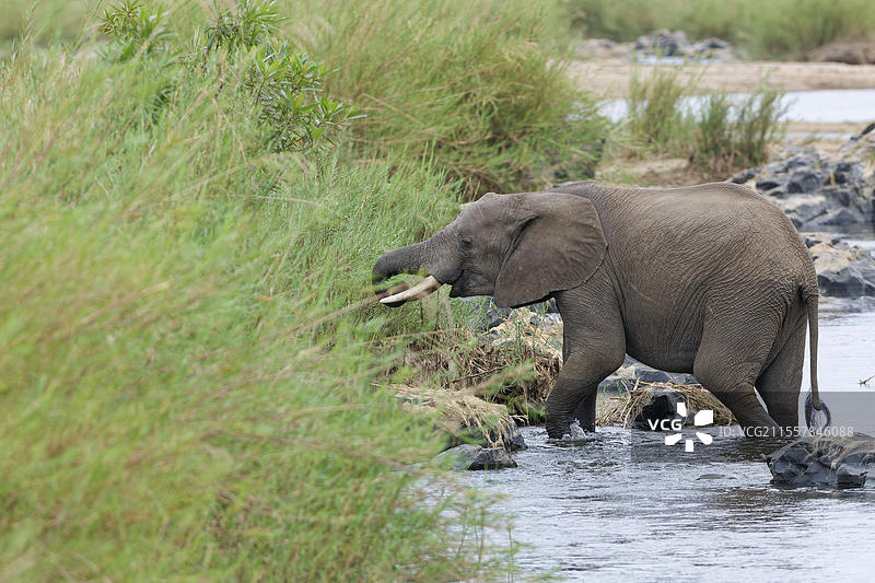 非洲草原大象（Loxodonta africana），成年，正在水中觅食，吃着奥利凡特斯河床上的芦苇，克鲁格国家公园，南非，非洲图片素材