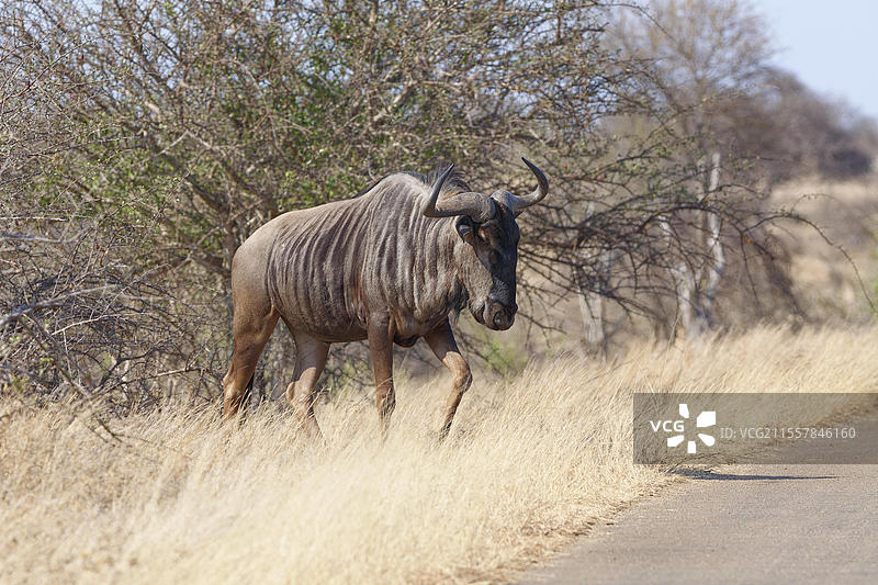 蓝角羚(Connochaetes taurinus),成年雄性角马,穿越沥青公路,克鲁格国家公园,南非,非洲图片素材
