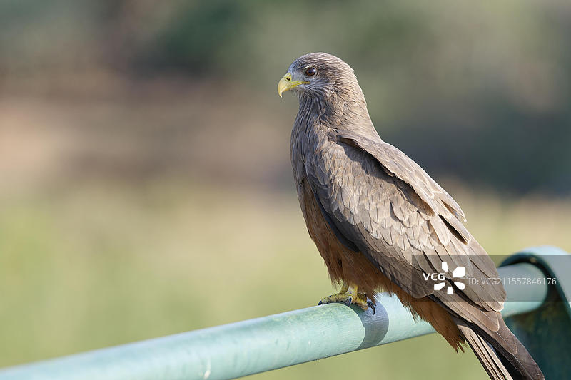 黄嘴鸢（Milvus aegyptius，成年鸟在远处凝视，坐在桥的护栏上，俯瞰奥利凡斯河，克鲁格国家公园，南非，非洲）图片素材