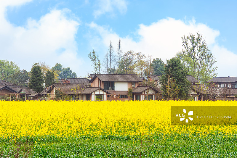 中国四川成都大邑县油菜花田里的村庄民居图片素材