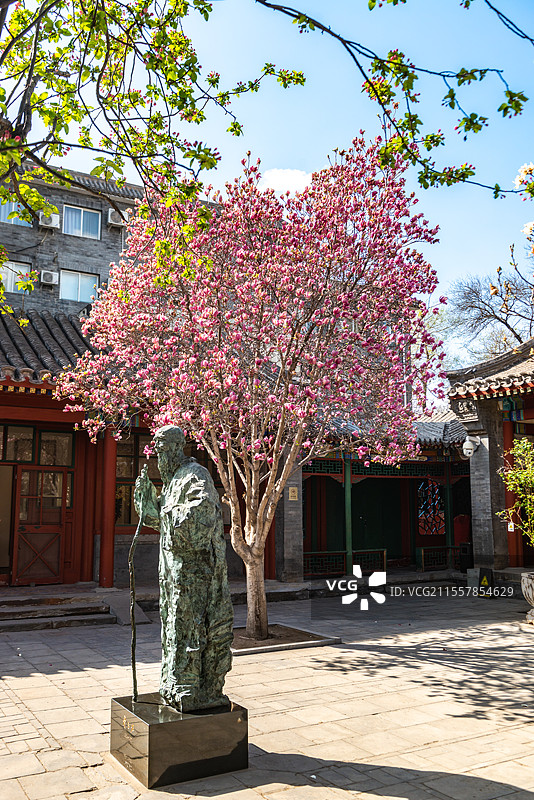 北京齐白石旧居纪念馆春天玉兰花海棠花开了图片素材
