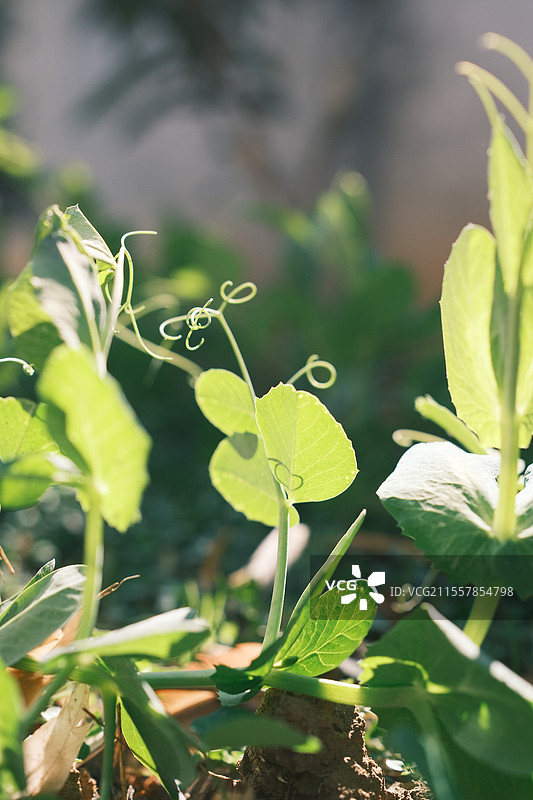 豌豆苗嫩尖特写图片素材