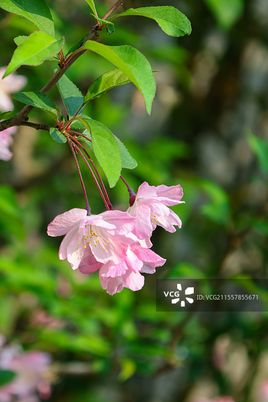苏州天平山范文正公忠烈庙及天平山庄风光建筑组图图片素材