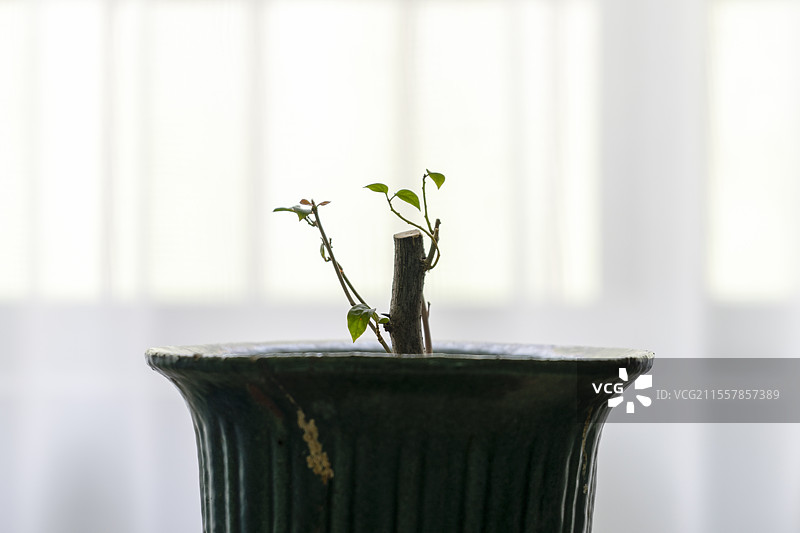 三角梅绿叶米罗图片素材