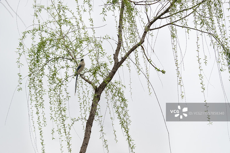 春天烟花三月宋夹城体育休闲公湖边随风飘曳的柳树及享受这场景的喜鹊图片素材