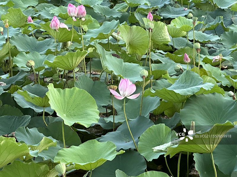 荷花（拍摄于江苏泰兴）图片素材