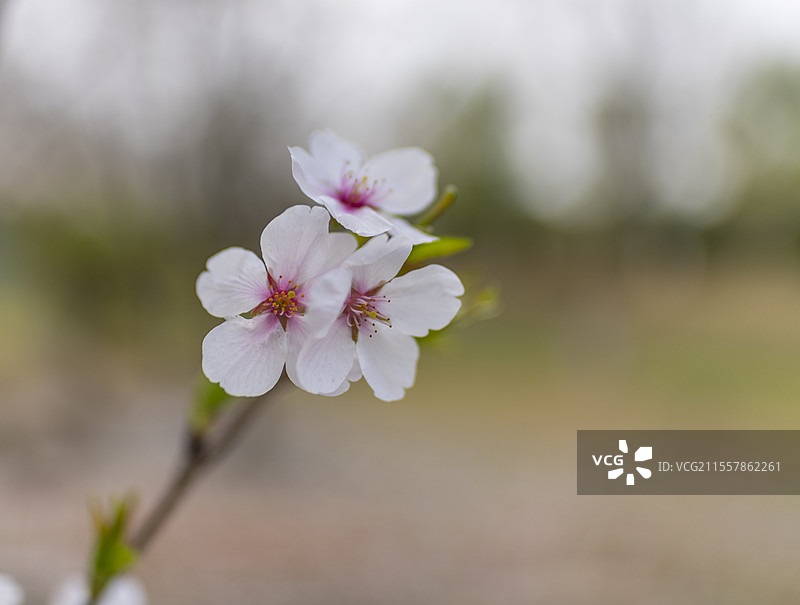 春季粉红樱花特写图片素材