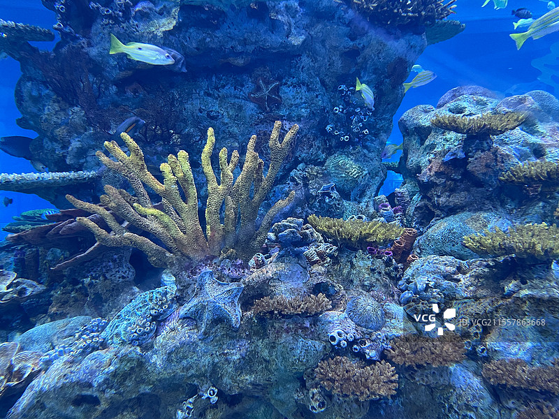 水族馆海底世界的珊瑚与海洋鱼群图片素材