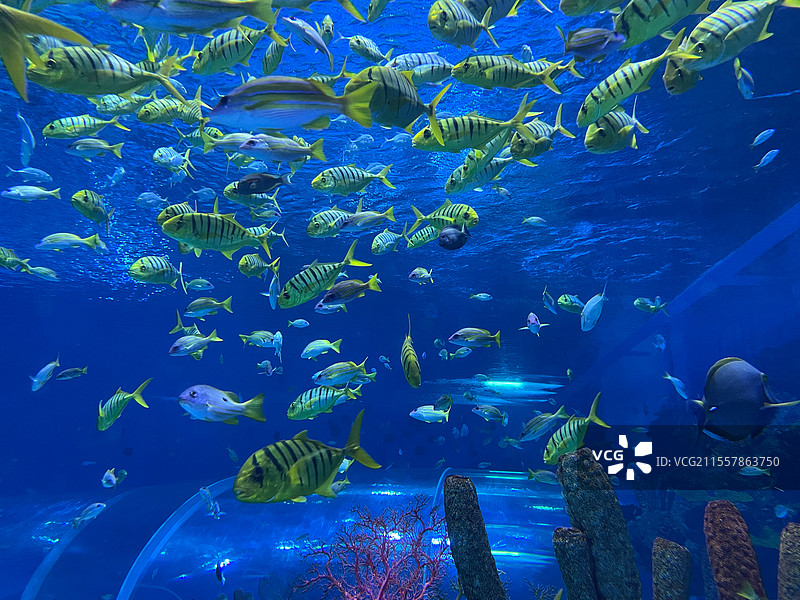 水族馆海底世界的珊瑚与海洋鱼群图片素材