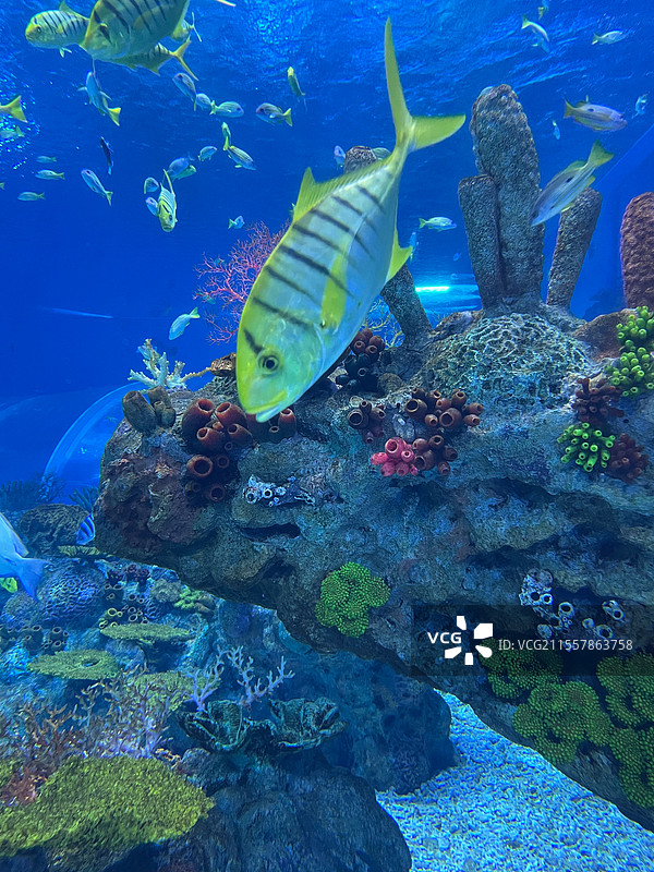水族馆海底世界的珊瑚与海洋鱼群图片素材