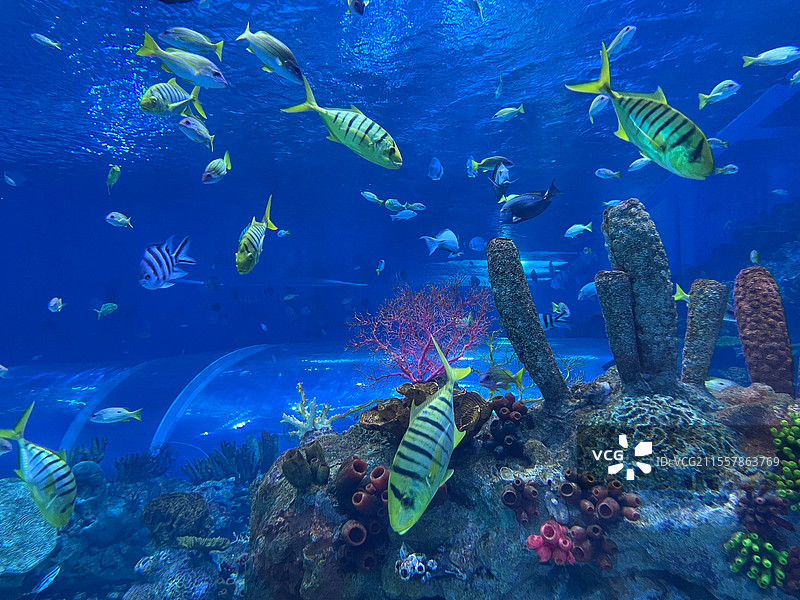 水族馆海底世界的珊瑚与海洋鱼群图片素材