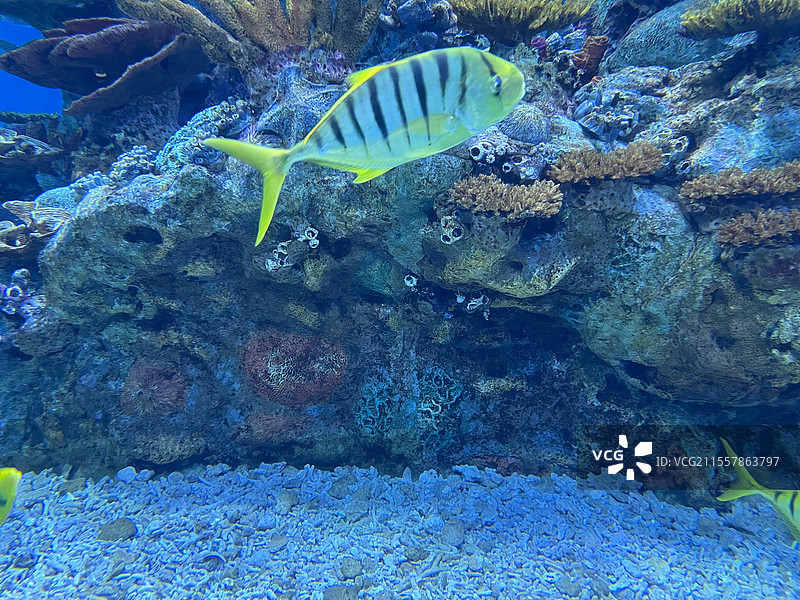 水族馆海底世界的珊瑚与海洋鱼群图片素材