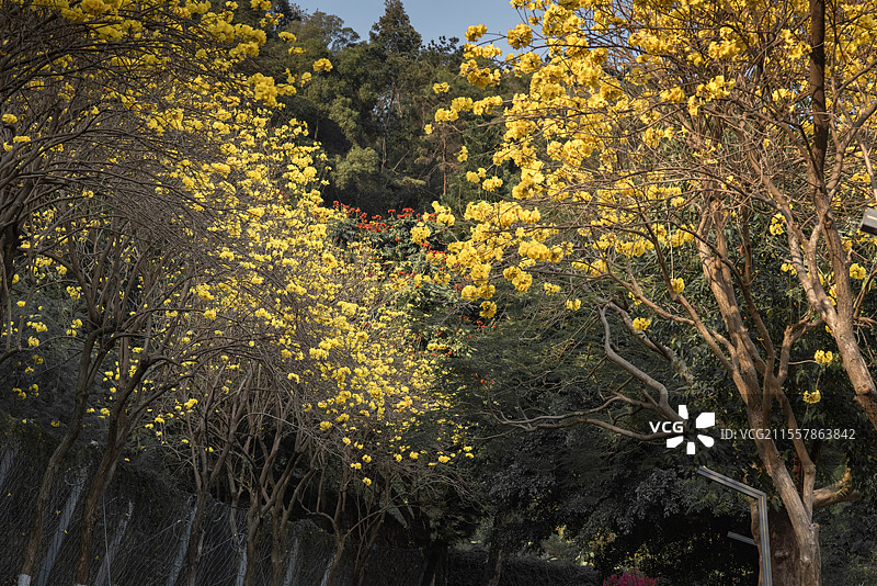 風鈴木图片素材