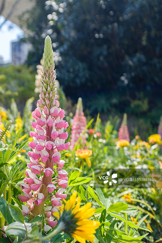 阳光下花园里的毛地黄特写图片素材