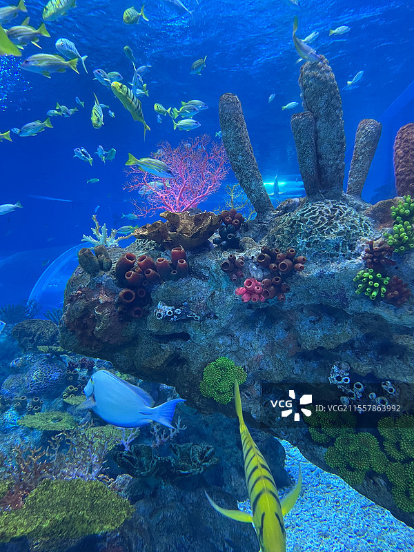 水族馆海底世界的珊瑚与海洋鱼群图片素材
