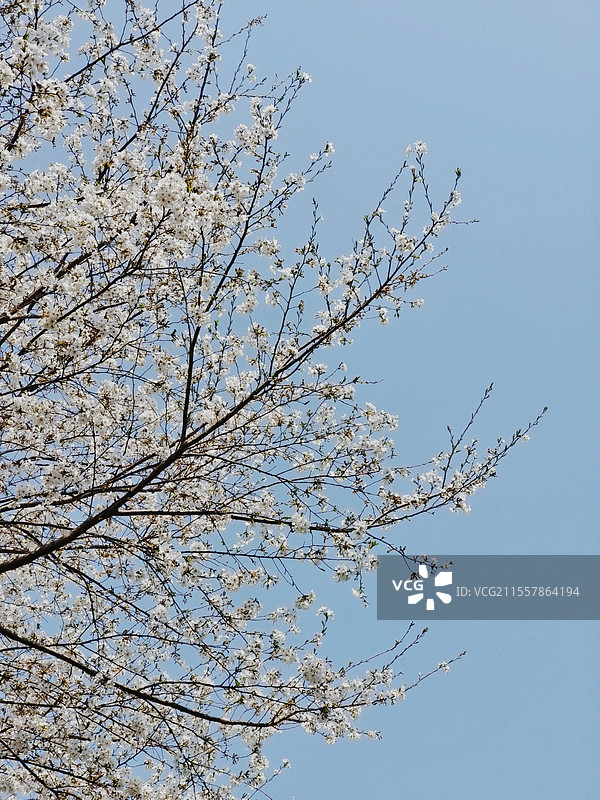 春日·樱花图片素材