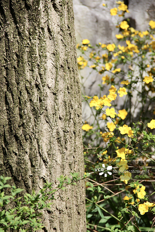 春天棣棠花盛开图片素材