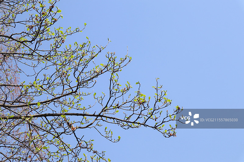 春天树木发芽图片素材