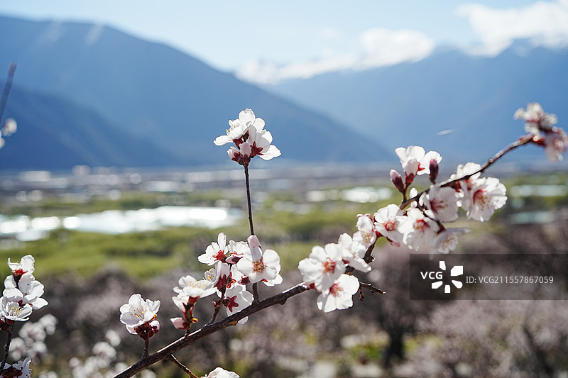 高山下的桃花图片素材