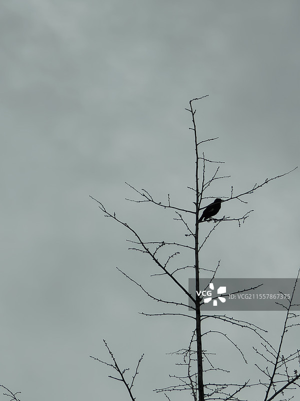 枯藤老树昏鸦图片素材