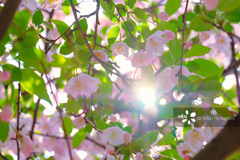 春天里盛开的垂丝海棠图片素材