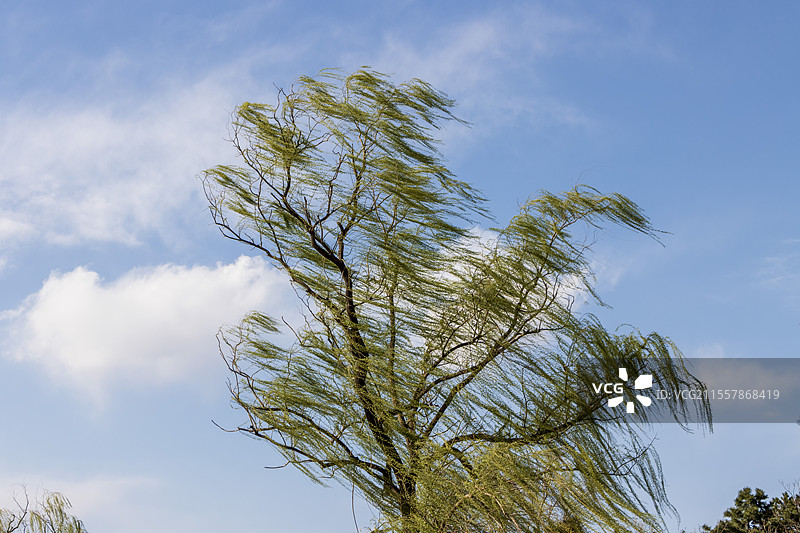 风中舞者图片素材
