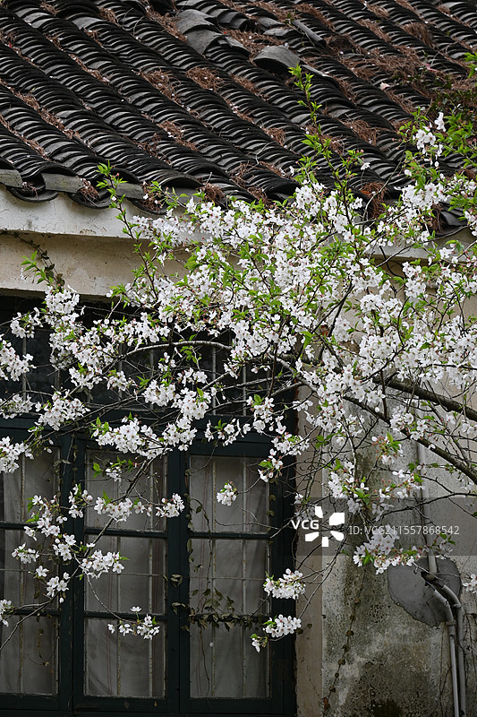 无锡鼋头渚2025年樱花季雨后阴天风景图片素材