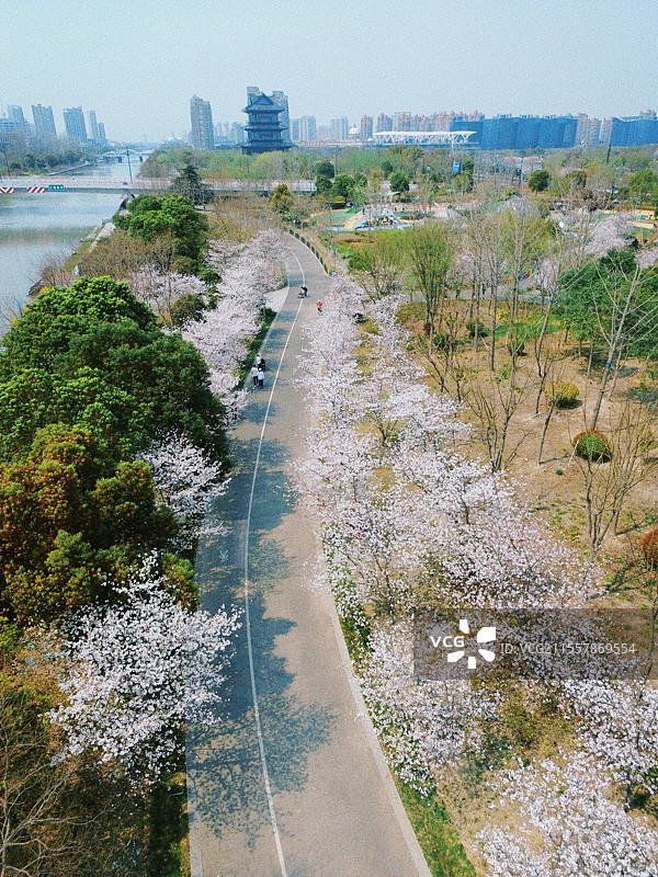 上海奉贤新城城市景象，上海之鱼泡泡公园春日景色，千米樱花大道图片素材