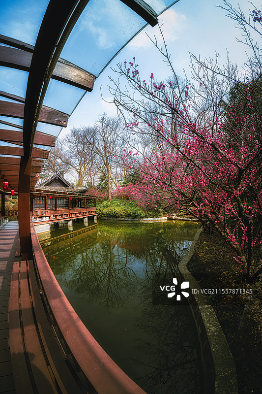 南京梅花10图片素材