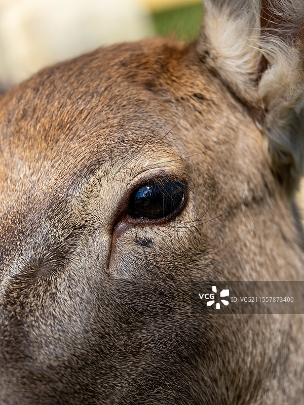 鹿眼图片素材