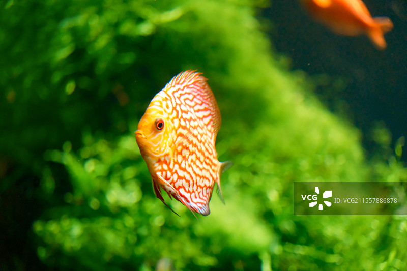 七彩神仙鱼图片素材