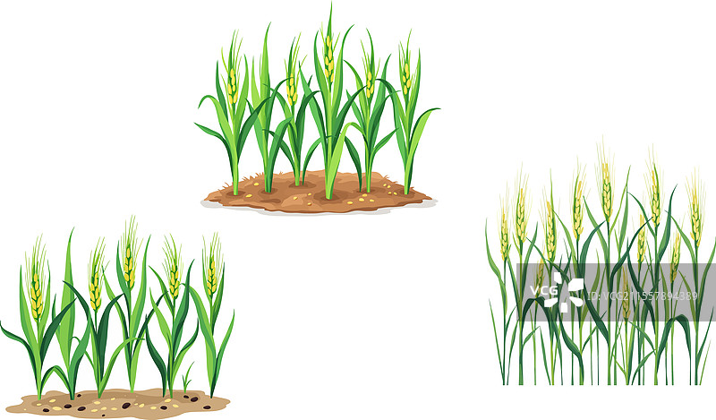 三株绿色小麦从地面生长出来图片素材