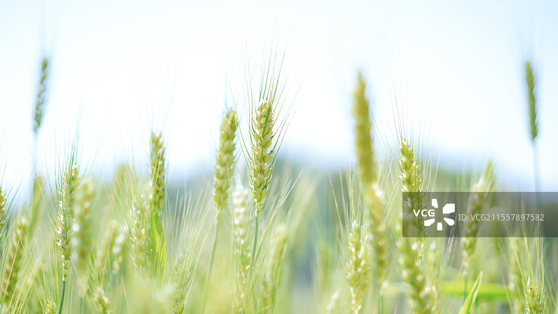 广州市从化区，罗洞工匠小镇，麦田乡村田园风光！图片素材