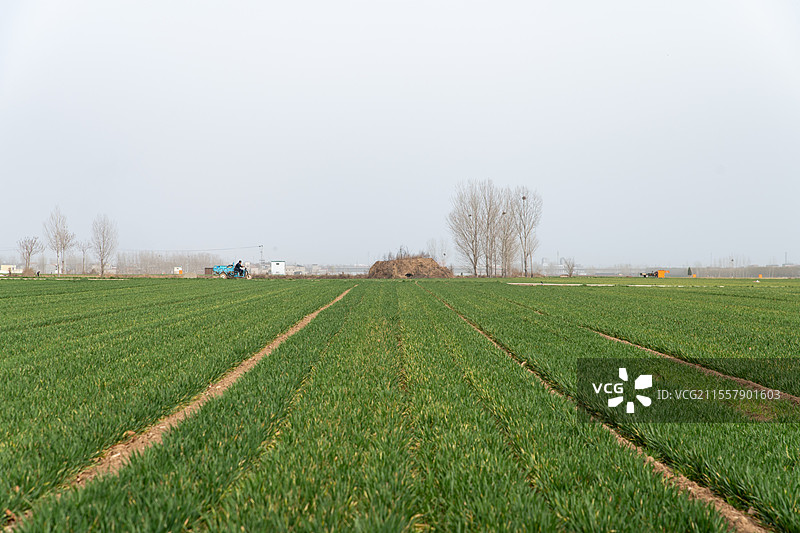豫北平原春天的麦田图片素材