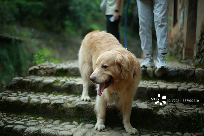 大黄狗金毛图片素材