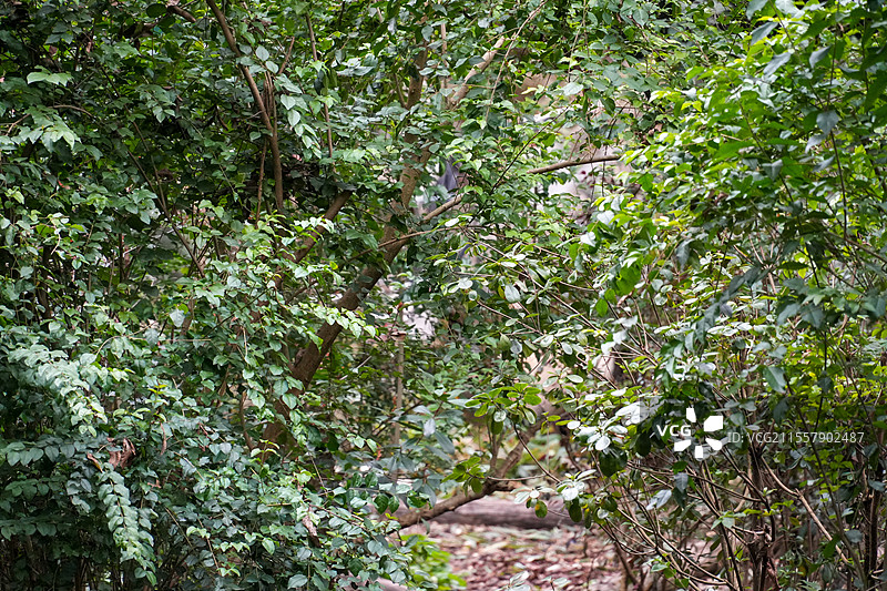 成都大熊猫繁殖基地的熊猫图片素材