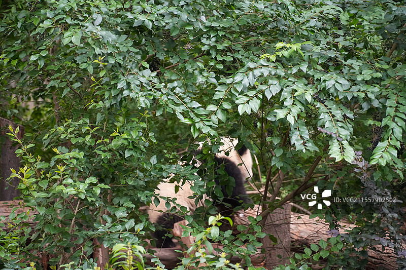 成都大熊猫繁殖基地的熊猫图片素材