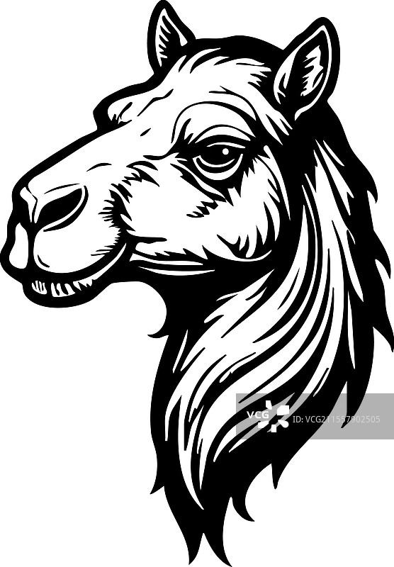 白色背景上的骆驼头部野生动物图片素材