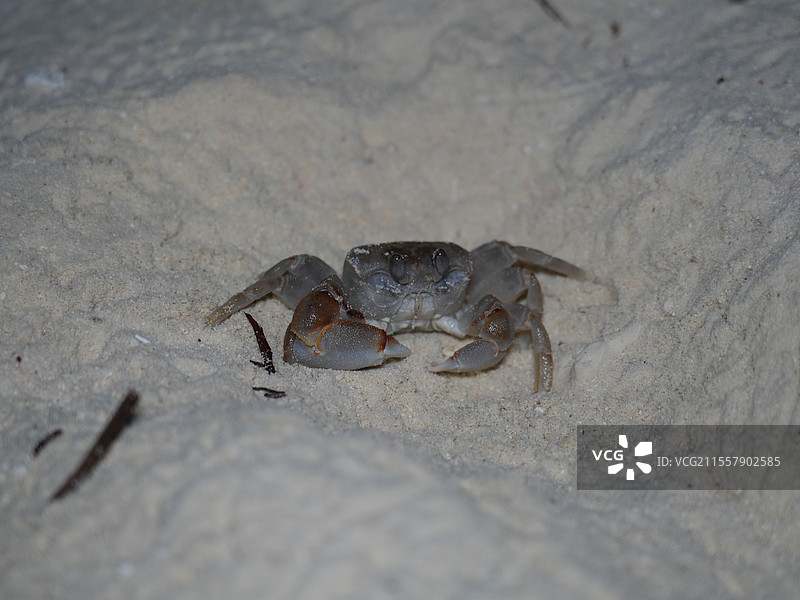 马尔代夫度假岛夜晚沙滩上螃蟹沙蟹的特写镜头图片素材