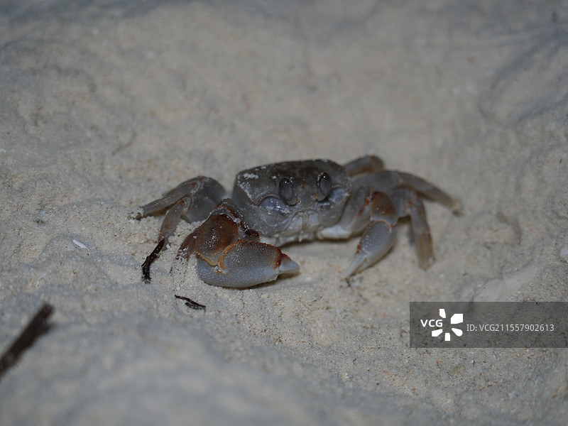 马尔代夫度假岛夜晚沙滩上螃蟹沙蟹的特写镜头图片素材