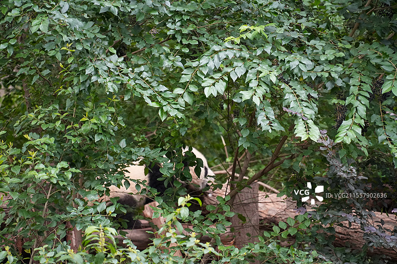 成都大熊猫繁殖基地的熊猫图片素材