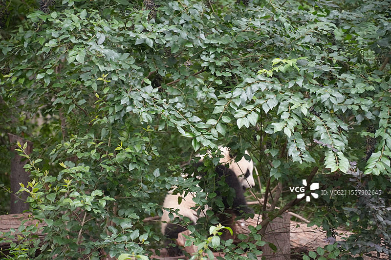 成都大熊猫繁殖基地的熊猫图片素材