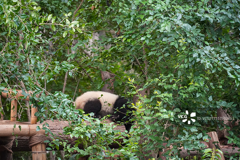 成都大熊猫繁殖基地的熊猫图片素材