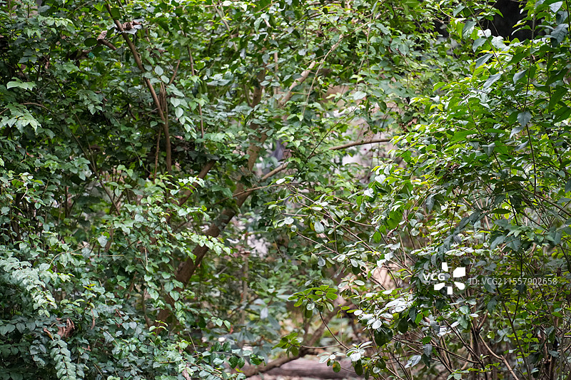 成都大熊猫繁殖基地的熊猫图片素材